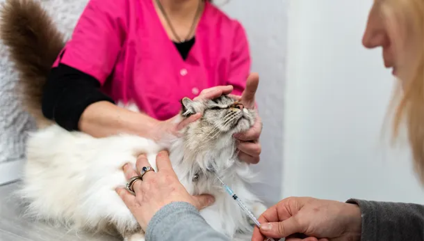 Prise de sang d'un chat